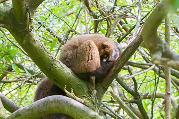 Image showing Red-bellied Lemur (Eulemur rubriventer)