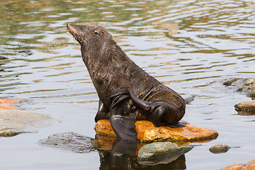 Image showing South American sea lion