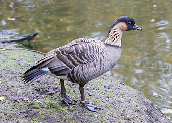 Image showing Hawaiian goose, Branta sandvicensis