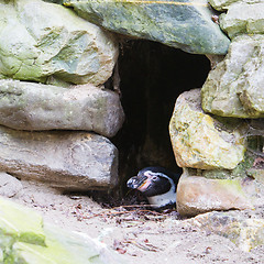 Image showing Humboldt penguin