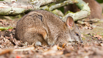 Image showing Sleeping parma wallaby