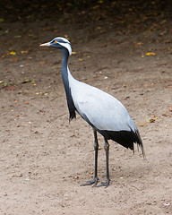 Image showing Adult demoiselle Crane