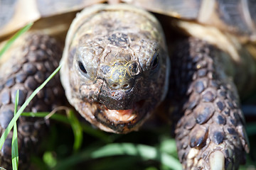 Image showing tortoise snout closeup