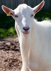 Image showing white goat snout