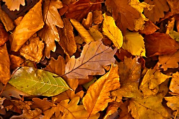 Image showing Fallen leaves