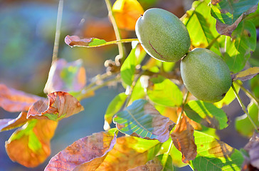 Image showing ripe walnut on a tree