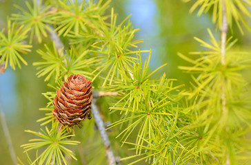 Image showing Pine cones on branch