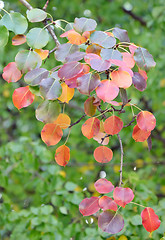 Image showing red, yellow and orange autumn leaves of pear trees