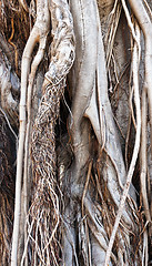 Image showing Trunk and roots of old ficus (background)