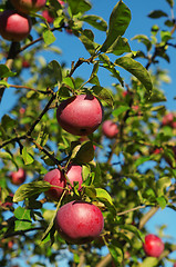 Image showing Red apples on a branch against the blue sky