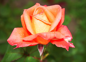 Image showing Beautiful flower light pink rose close-up