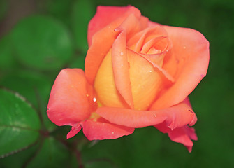 Image showing Beautiful flower light pink-yellow rose close-up