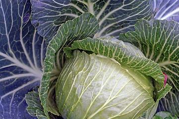 Image showing Cabbage closeup as background