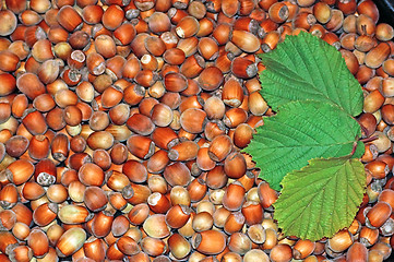 Image showing Hazelnuts close-up as background