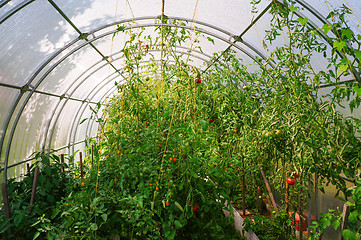 Image showing Tomatoes growing in a greenhouse