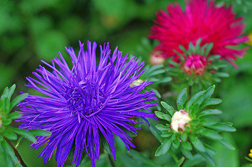 Image showing Asters in the garden close up