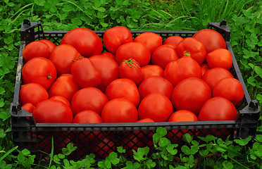 Image showing Box of ripe red tomatoes on a green grass