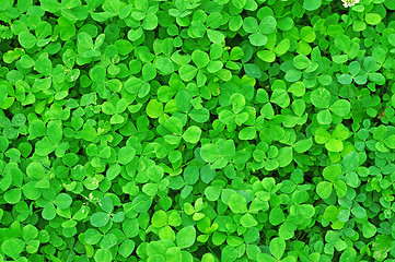 Image showing Young green clover in the rain drops as background