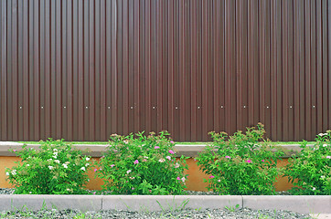 Image showing Brown metal fence and ornamental shrubs in front of him as the b