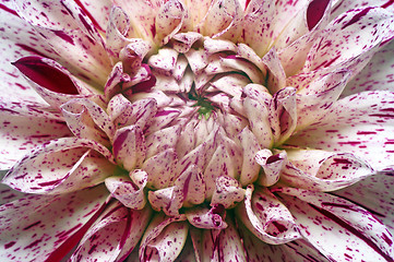 Image showing White dahlia with purple spots closeup