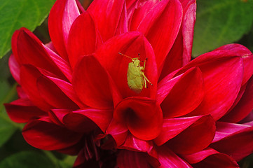 Image showing Green bedbug on Crimson dahlia close-up as background