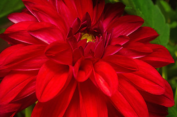 Image showing Dark red dahlia close-up as background