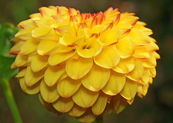 Image showing Yellow dahlia in the shape of heart