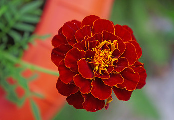 Image showing A marigold flower close-up