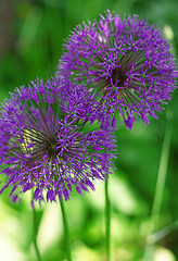 Image showing Two purple inflorescences of onions