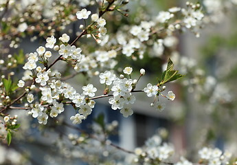 Image showing Spring cherry blossoms