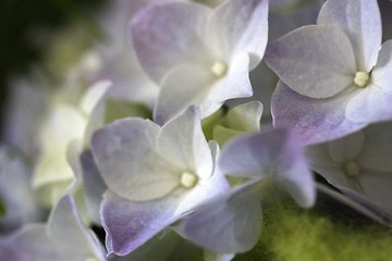 Image showing Hydrangeas