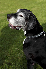 Image showing German mastiff