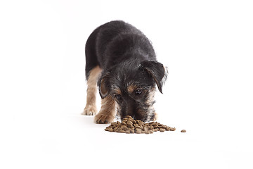 Image showing Young Terrier Mix eats dog food