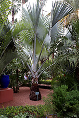 Image showing Jardin Majorelle