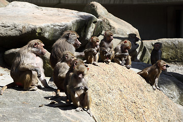 Image showing Baboon family