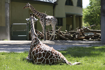 Image showing Two giraffes at the zoo