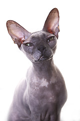 Image showing Don Sphynx Cat