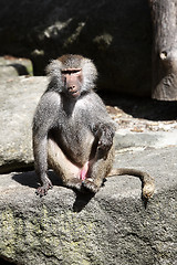 Image showing Baboon sitting on a rock