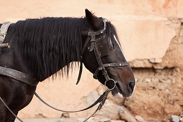 Image showing Portrait of a brown horse with cart