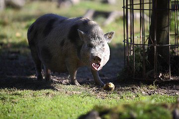 Image showing Bentheim pig outdoor