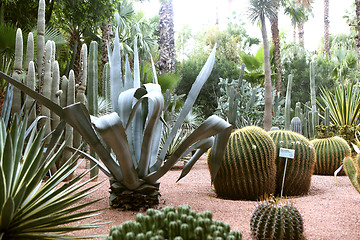 Image showing Jardin Majorelle