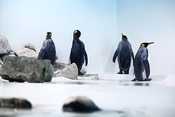 Image showing Penguins