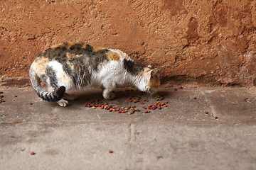 Image showing Poor and ill stray cat