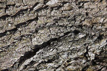 Image showing Bark of a tree