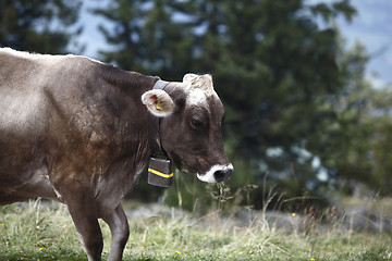 Image showing Cow cattle drive in the Alps