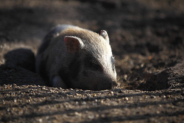 Image showing Bentheim pig outdoor