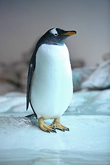 Image showing Penguin