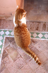 Image showing Red cat sitting on a terrace