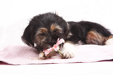 Image showing Young Terrier on the blanket