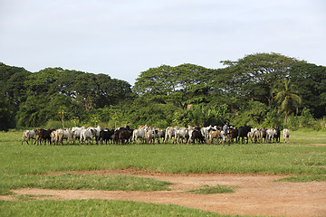 Image showing Afrikan cattle between green palms